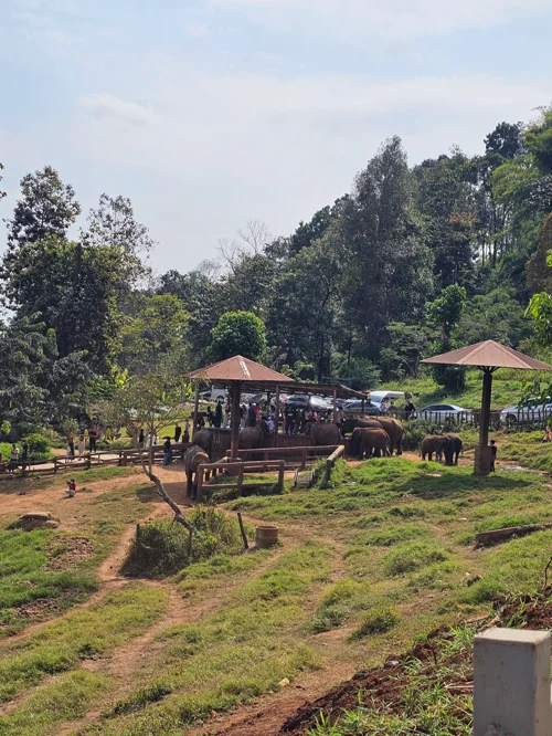 붉은 기와지붕의 전통 정자와 파고라가 있는 숲속 야외 휴게공원