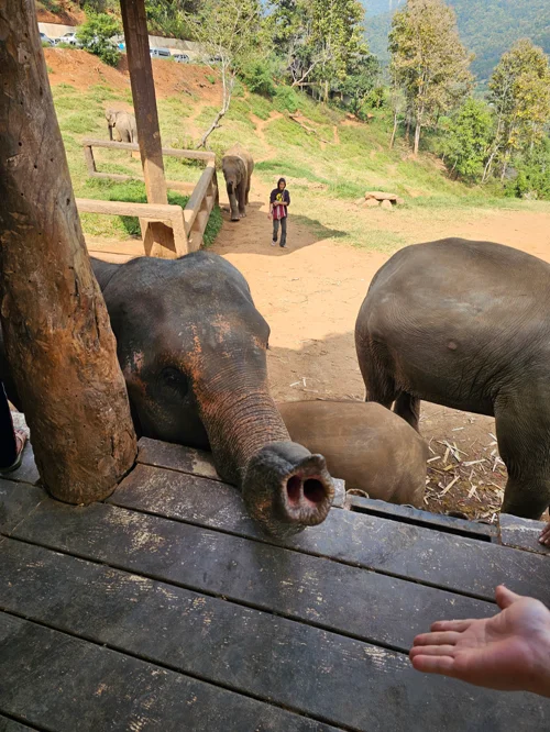 나무 데크에서 코끼리가 코를 뻗어 방문객의 손에 다가오는 모습