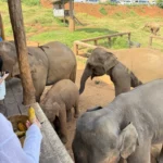 야외 코끼리 체험장에서 관람객이 바나나를 들고 성체와 새끼 코끼리에게 먹이를 주고 있는 모습