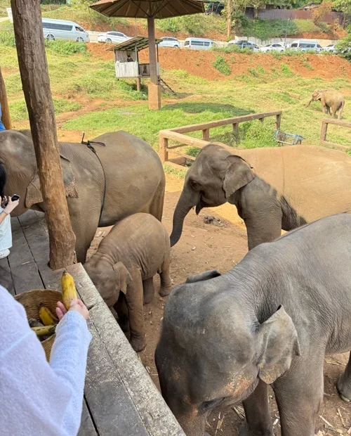 야외 코끼리 체험장에서 관람객이 바나나를 들고 성체와 새끼 코끼리에게 먹이를 주고 있는 모습