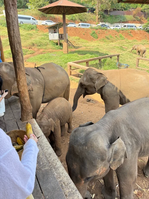 야외 코끼리 체험장에서 관람객이 바나나를 들고 성체와 새끼 코끼리에게 먹이를 주고 있는 모습