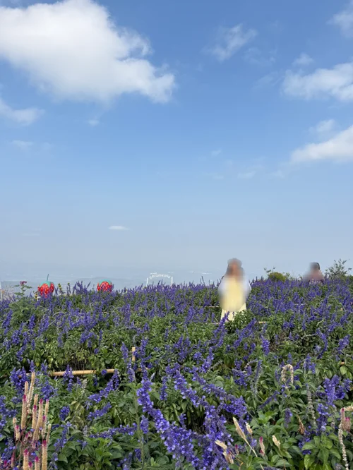 푸른 하늘 아래 만개한 보라색 샐비어 꽃밭을 거니는 사람들