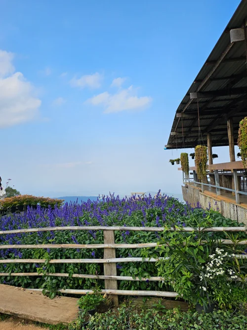목재 펜스를 따라 만개한 보라색 라벤더와 바다가 보이는 정원 풍경
