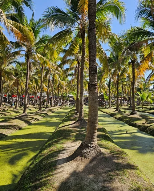 잔디밭 위로 그림자를 드리운 야자수 숲과 푸른 하늘