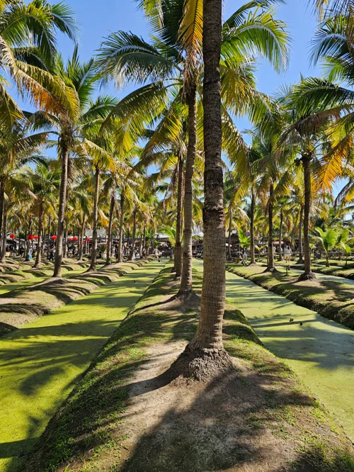 잔디밭 위로 그림자를 드리운 야자수 숲과 푸른 하늘
