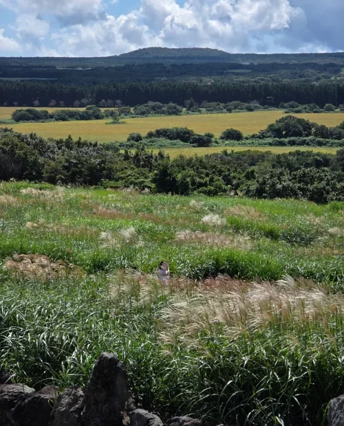 제주 오름을 배경으로 유채꽃밭과 초원이 펼쳐진 풍경