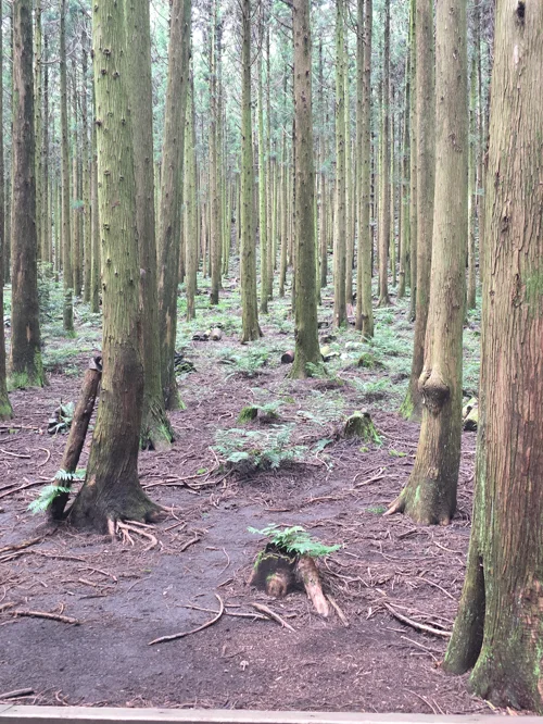 높이 솟은 침엽수들이 빽빽하게 들어선 숲속 풍경