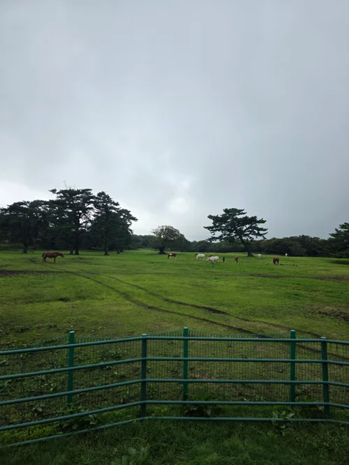 녹색 펜스 너머 넓은 초원에서 여러 마리의 소들이 풀을 뜯고 있는 목장 풍경