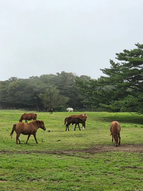흐린 하늘 아래 초록 초원에서 풀을 뜯고 있는 갈색과 흰색 말들