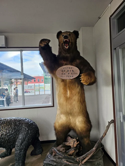 뒷발로 서서 앞발을 위협적으로 들어올린 곰 박제 표본