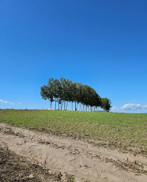 푸른 하늘 아래 초록 밭이 펼쳐진 언덕 위에 나무들이 줄지어 서 있는 전원 풍경
