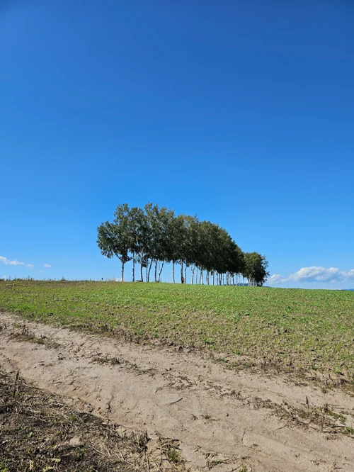 푸른 하늘 아래 초록 밭이 펼쳐진 언덕 위에 나무들이 줄지어 서 있는 전원 풍경
