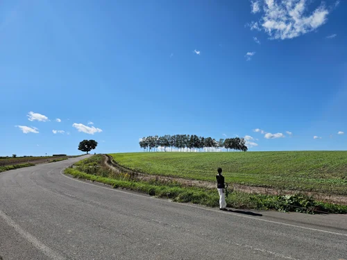 파란 하늘 아래 굽은 시골 도로와 언덕 위 나무 군락이 있는 홋카이도 초원 풍경