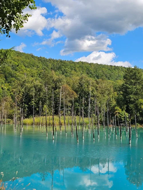 코발트블루 호수에 고사목이 솟아 있고 뒤로 초록 숲이 펼쳐진 홋카이도 청의 연못 풍경