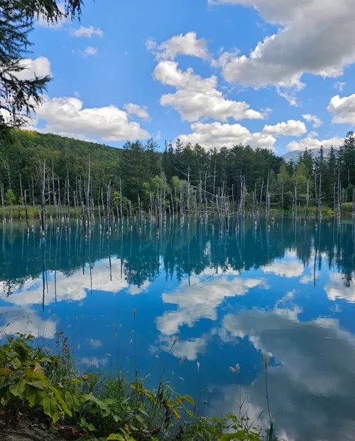 코발트 블루 수면에 고사목과 구름이 반영된 홋카이도 청의 연못 전경