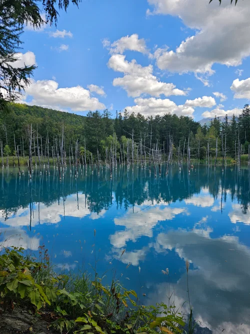 코발트 블루 수면에 고사목과 구름이 반영된 홋카이도 청의 연못 전경