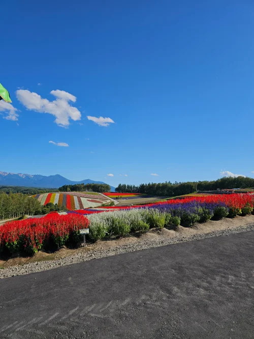 홋카이도 꽃밭에 붉은 살비아와 라벤더가 줄지어 핀 여름 풍경