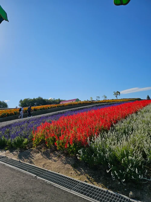 파란 하늘 아래 보라 붉은 흰 꽃들이 줄지어 핀 홋카이도 꽃밭 풍경