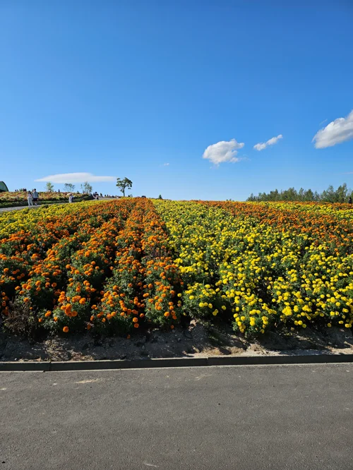 푸른 하늘 아래 주황색과 노란색 마리골드가 가득 심어진 넓은 꽃밭