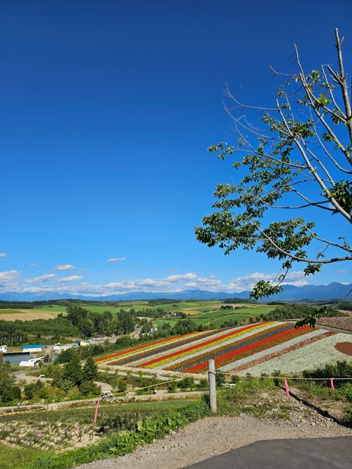홋카이도 언덕에서 내려다본 줄무늬 꽃밭과 푸른 하늘 풍경