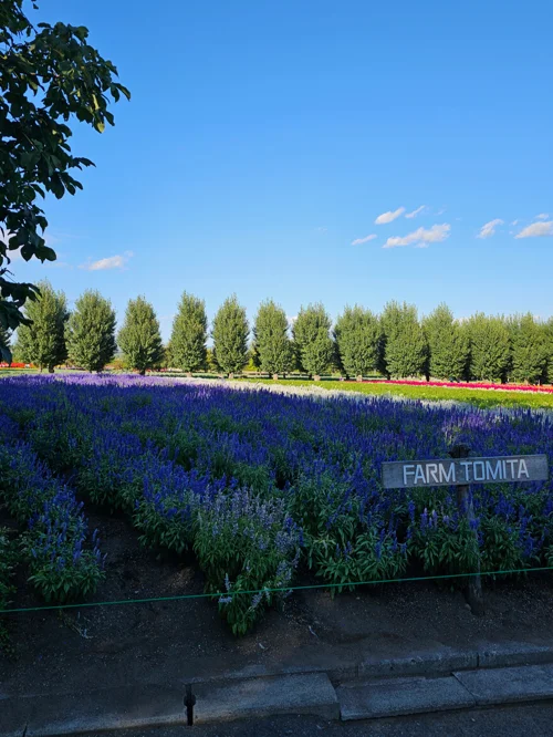 홋카이도 팜 토미타의 보라색 라벤더 꽃밭과 표지판