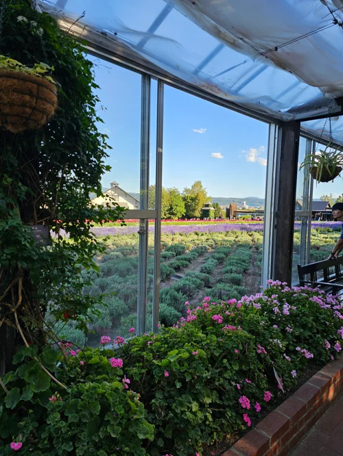 온실 내부에서 유리창 너머로 바라본 보라색 라벤더 농장 전경