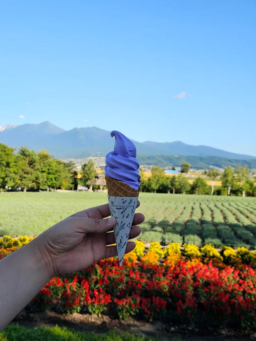 홋카이도 후라노 꽃밭을 배경으로 손에 든 보라색 라벤더 소프트아이스크림