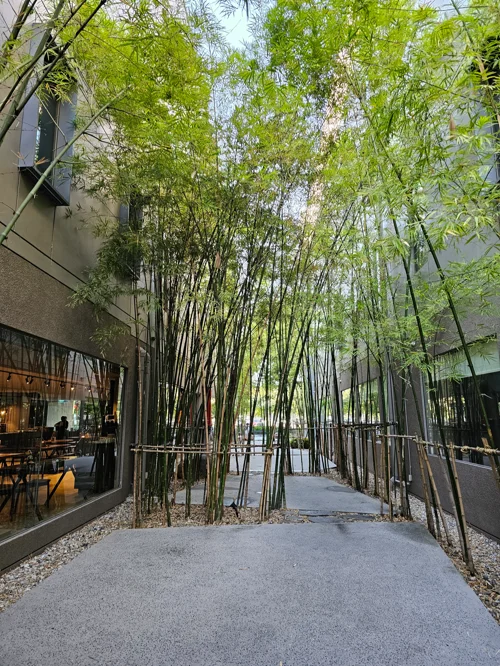 현대식 건물 사이에 조성된 대나무 정원 산책로